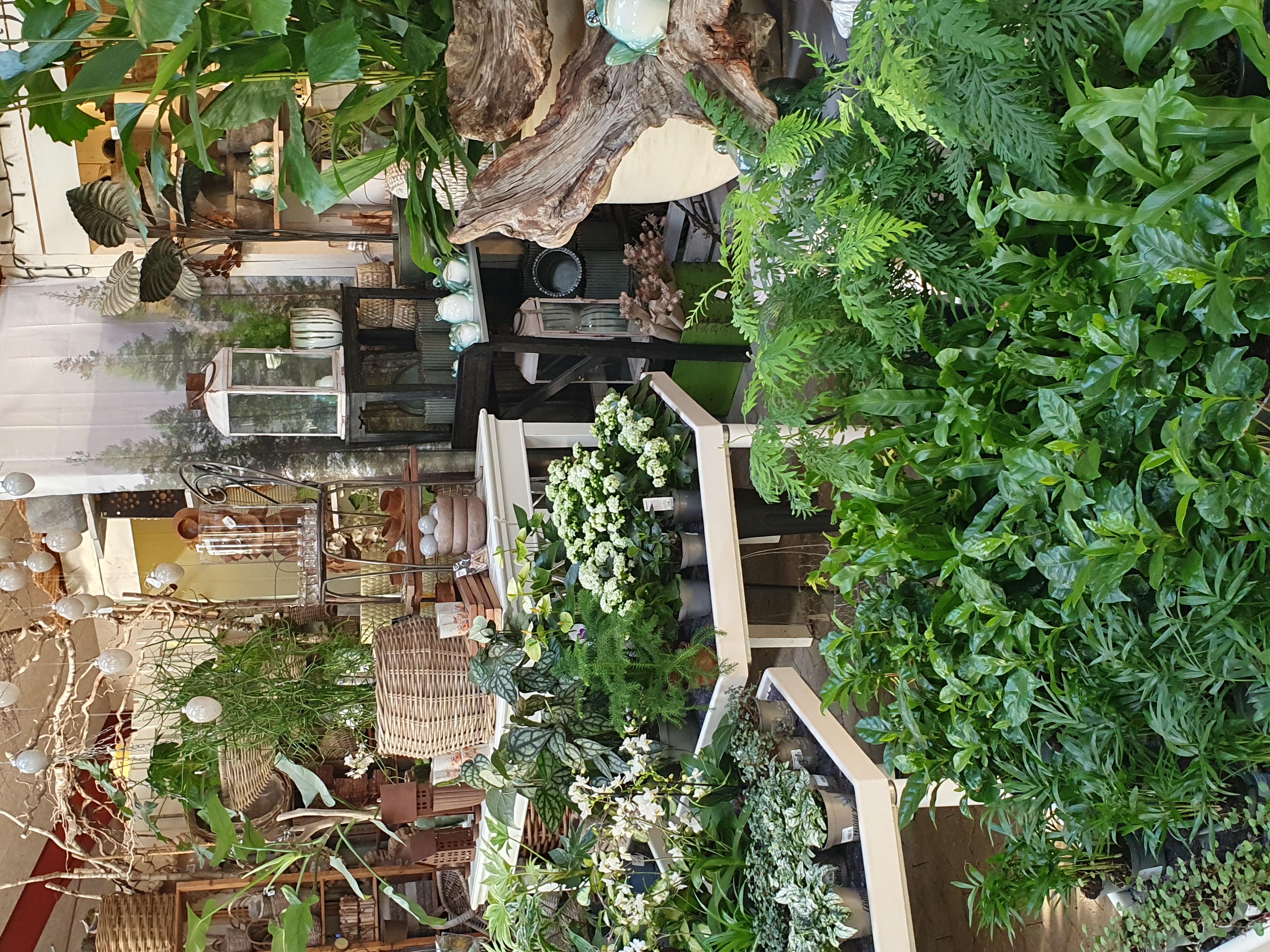 Stueplanter - grøn og hvid 