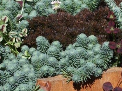 Sedum, Trifolium og Heuchera