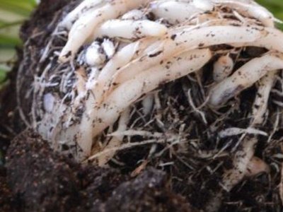 Stueplanter pottes op
