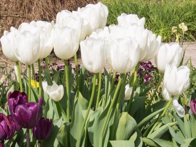 De sikre tulipaner
